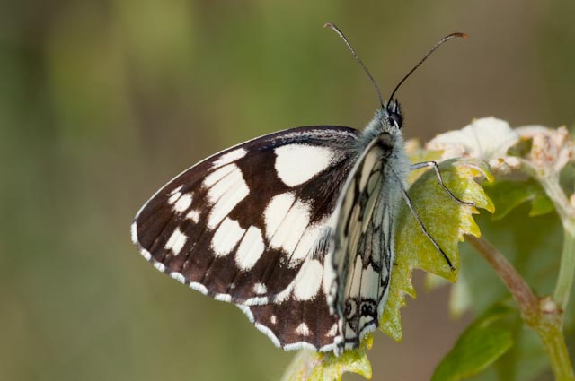 determinazione 5 - Melanargia galathea